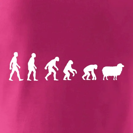 Evolúcia ovce