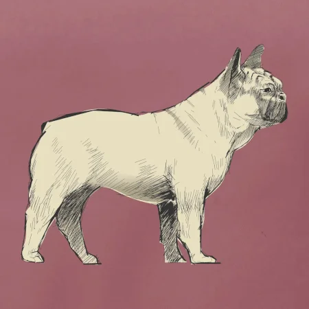 Vintage French bulldog