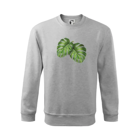 Monstera - dva listy