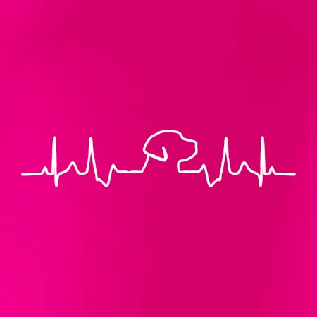 Labradorský retriever‎ EKG