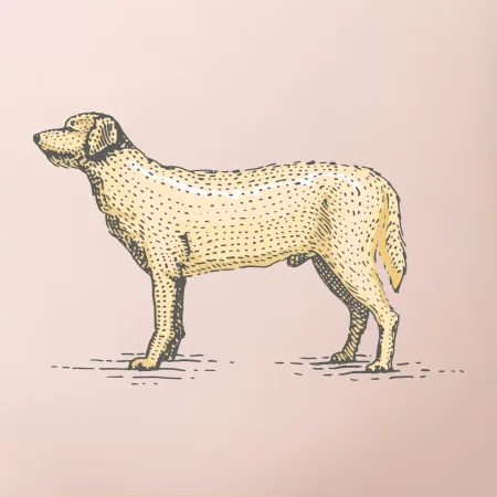 Vintage Labrador