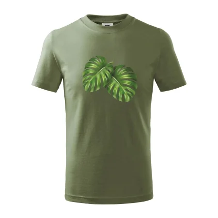 Monstera - dva listy