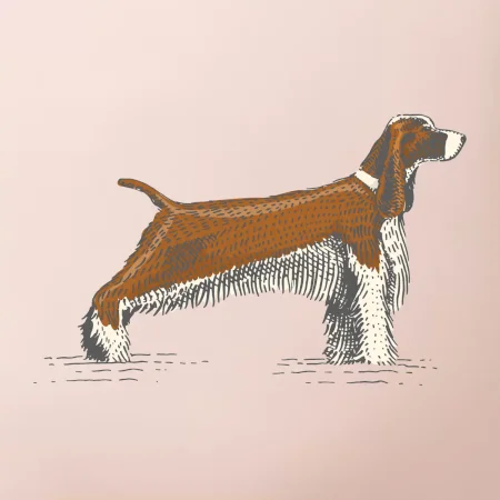 Vintage Springer spaniel