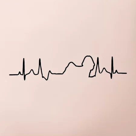 Shih-tzu ekg obrys