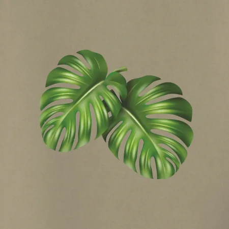 Monstera - dva listy