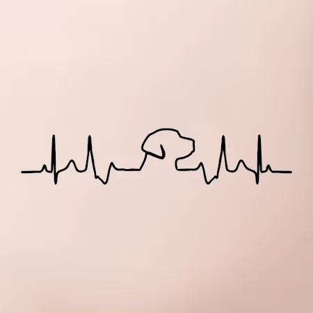 Labradorský retriever‎ EKG