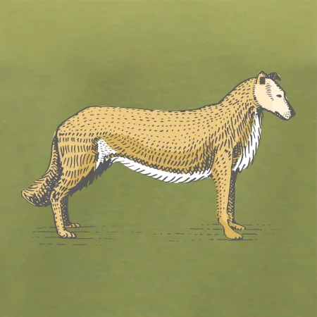 Vintage Collie