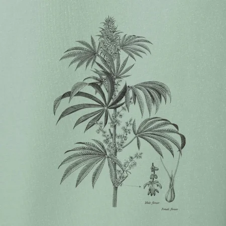 Konope kvietok čiernobiely  