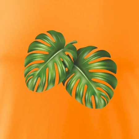 Monstera - dva listy