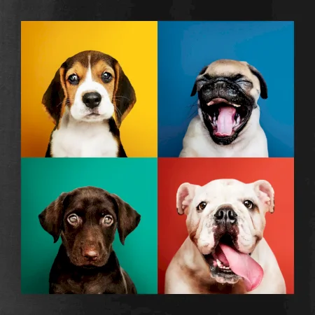 Psi šteňatá koláž