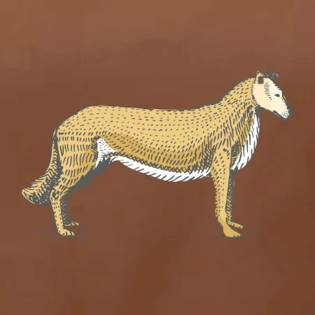 Vintage Collie