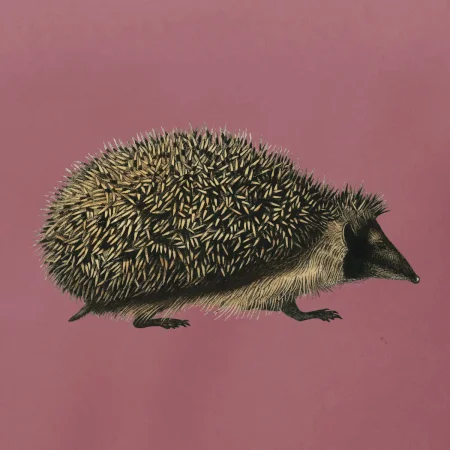 Ježko kresba