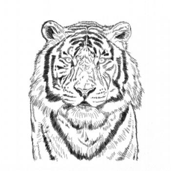 Tiger skica