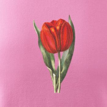 Červený tulipán