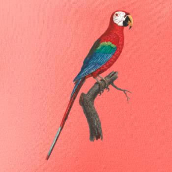 Papagáj červený na vetve