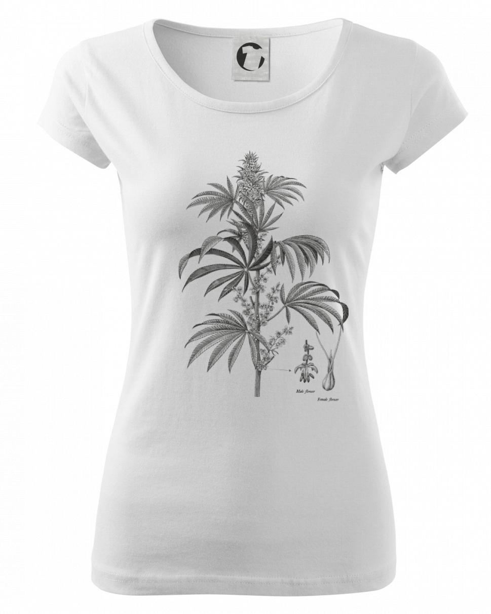 Konope kvietok čiernobiely   Konope kvietok čiernobiely