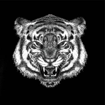 Tiger trošku naštvaný