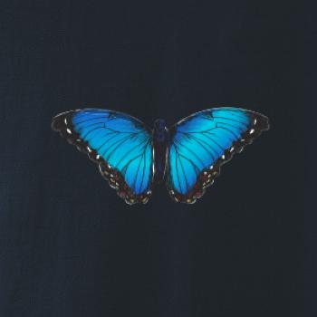 Motýľ Babôčka Morpho Peleides Motýľ Babôčka Morpho Peleides