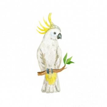 Papagáj Kakadu kreslený