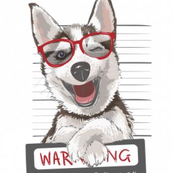 Husky - beware of dog