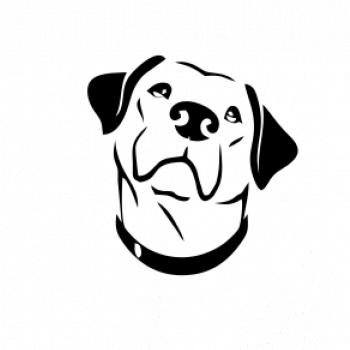 Labrador obrys