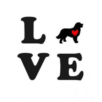 Bernský salašnícky pes love