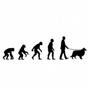 Evolúcia pes Šeltia (muž-žena)