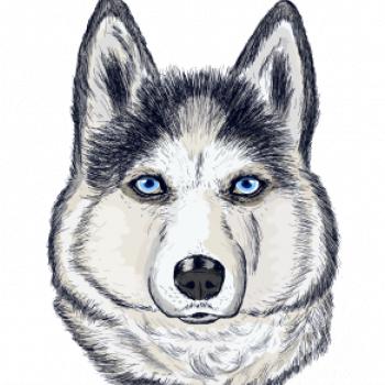 Husky hlava - kreslený