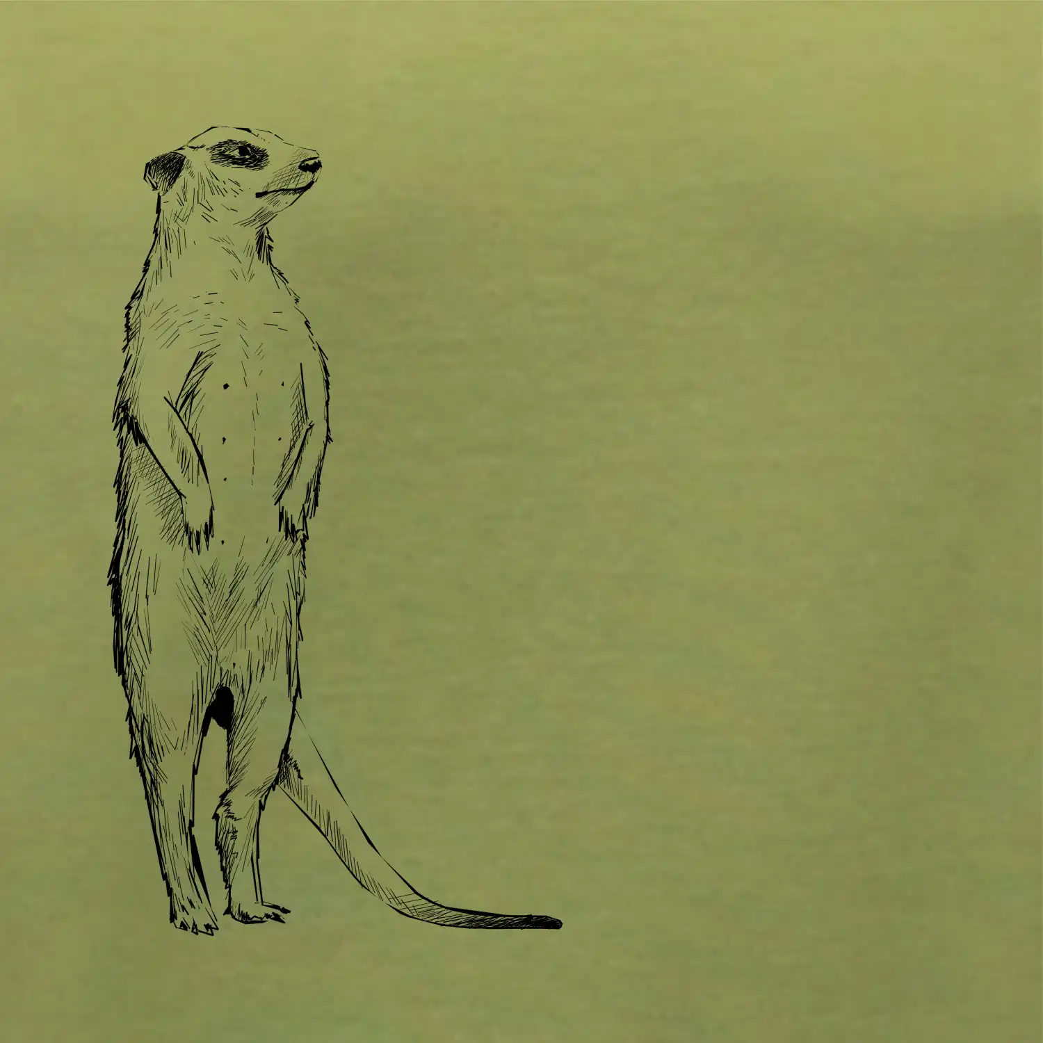 Surikata černá kresba