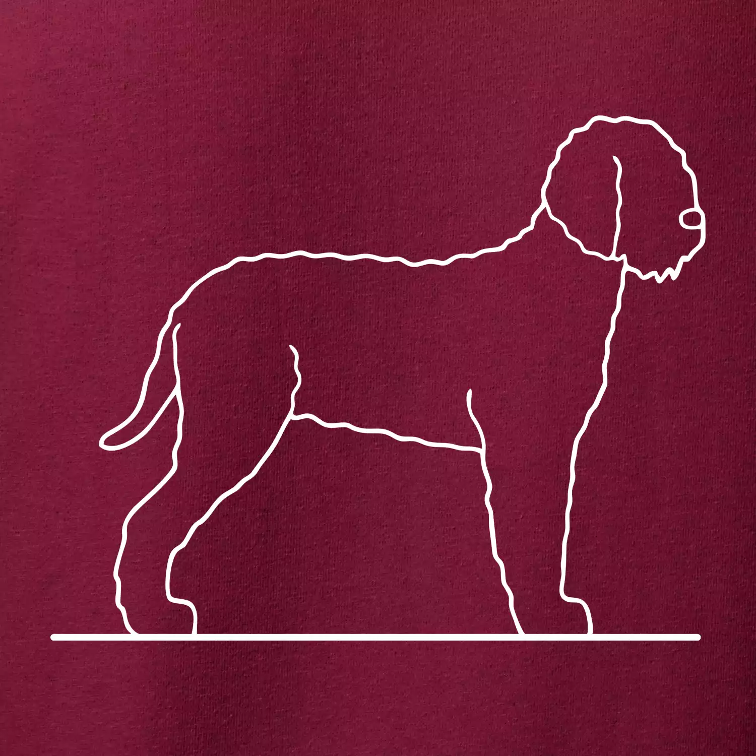 Lagotto romagnolo stojící