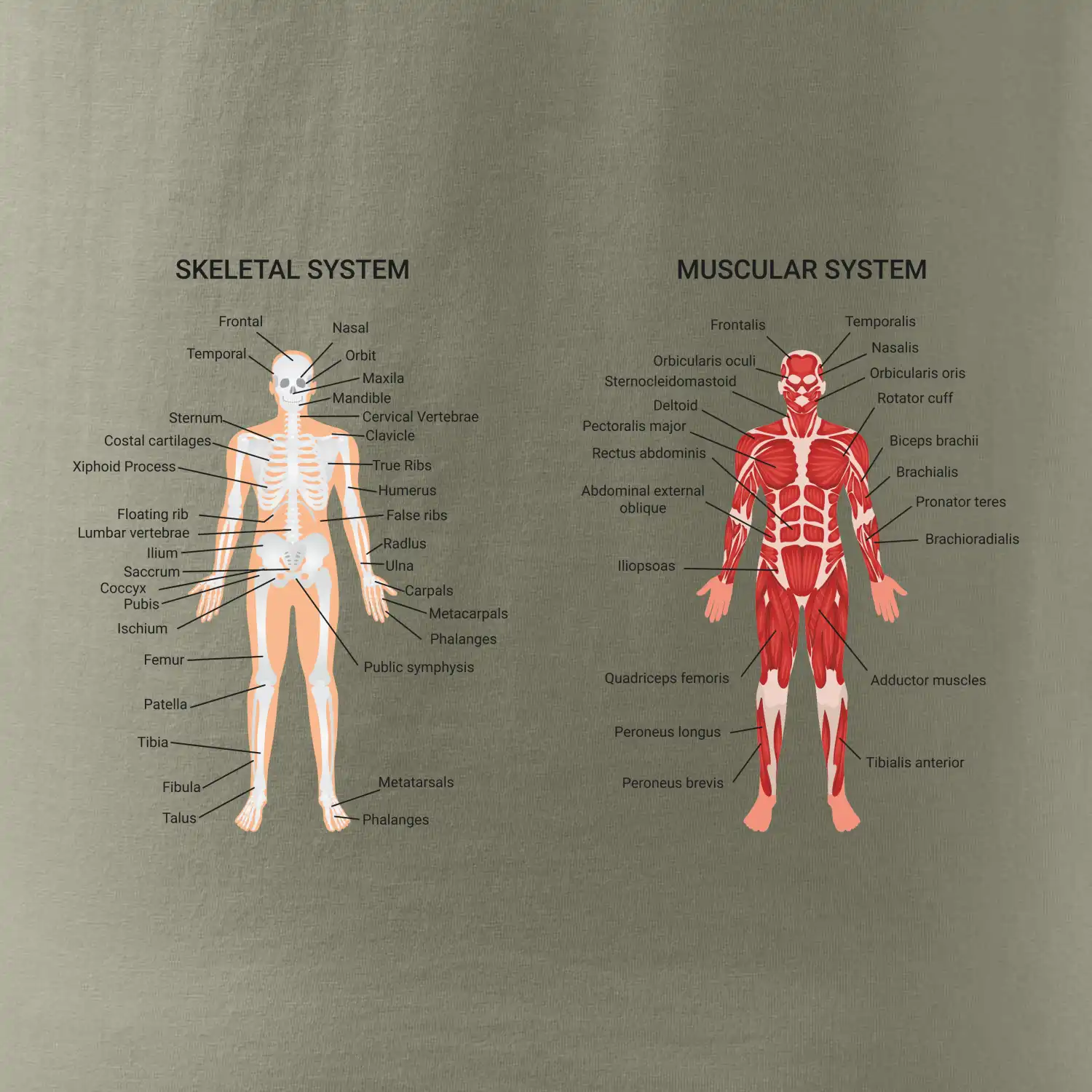 Skelet and Moscular system