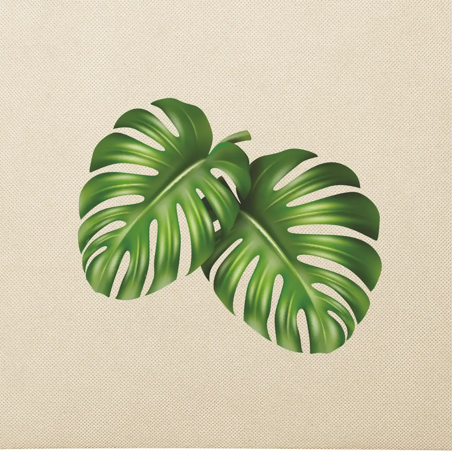 Monstera - dva listy