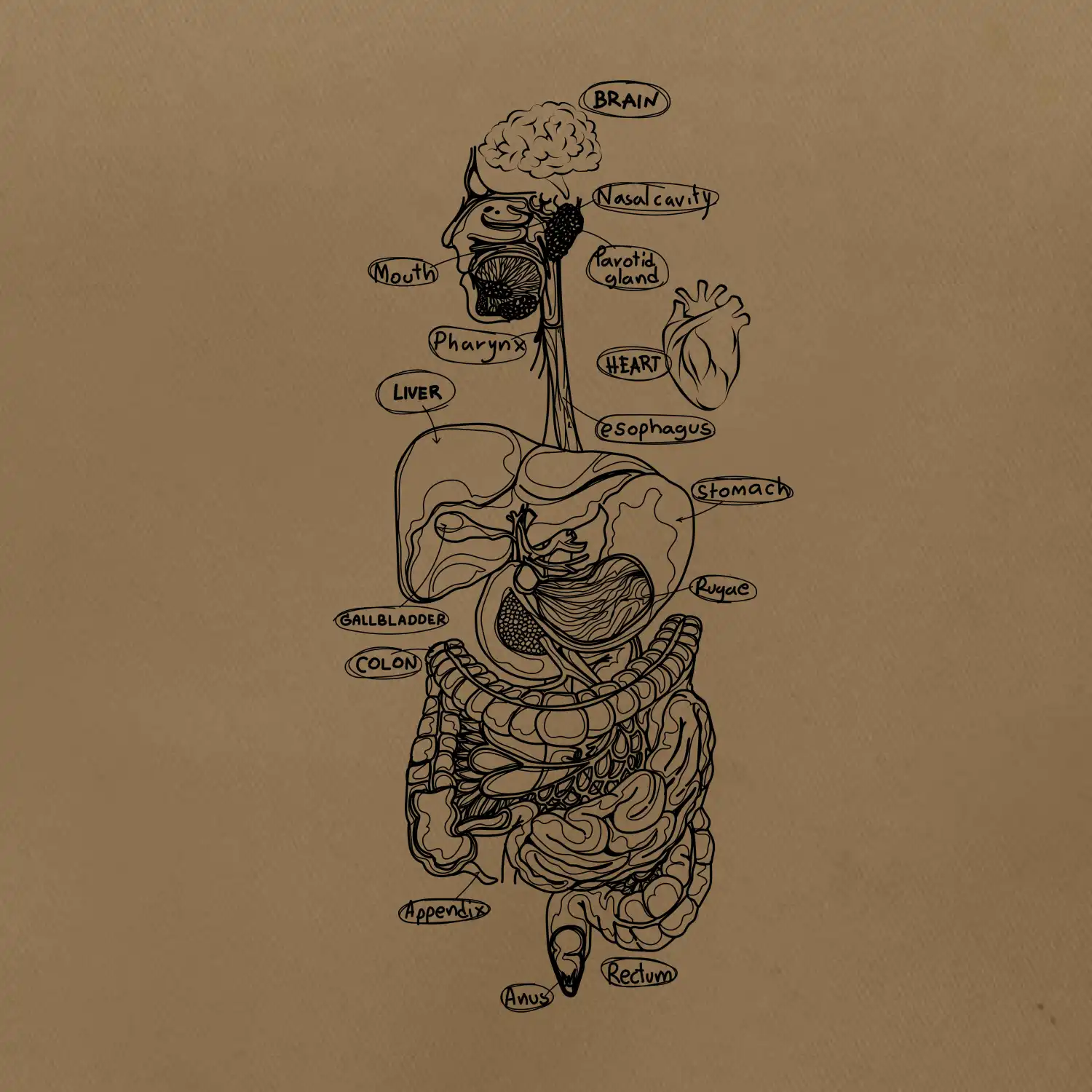 Skica lidských orgánů