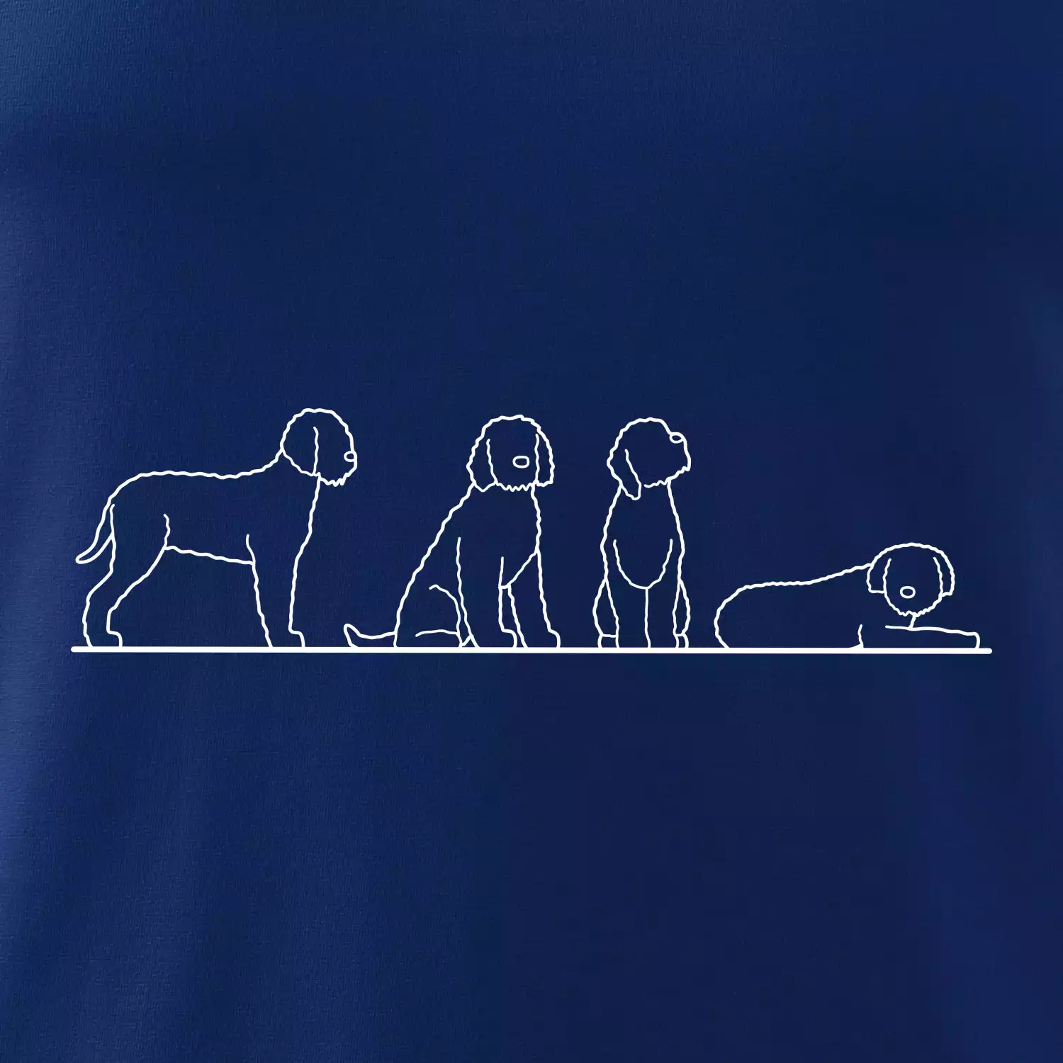 Lagotto romagnolo postavy linka