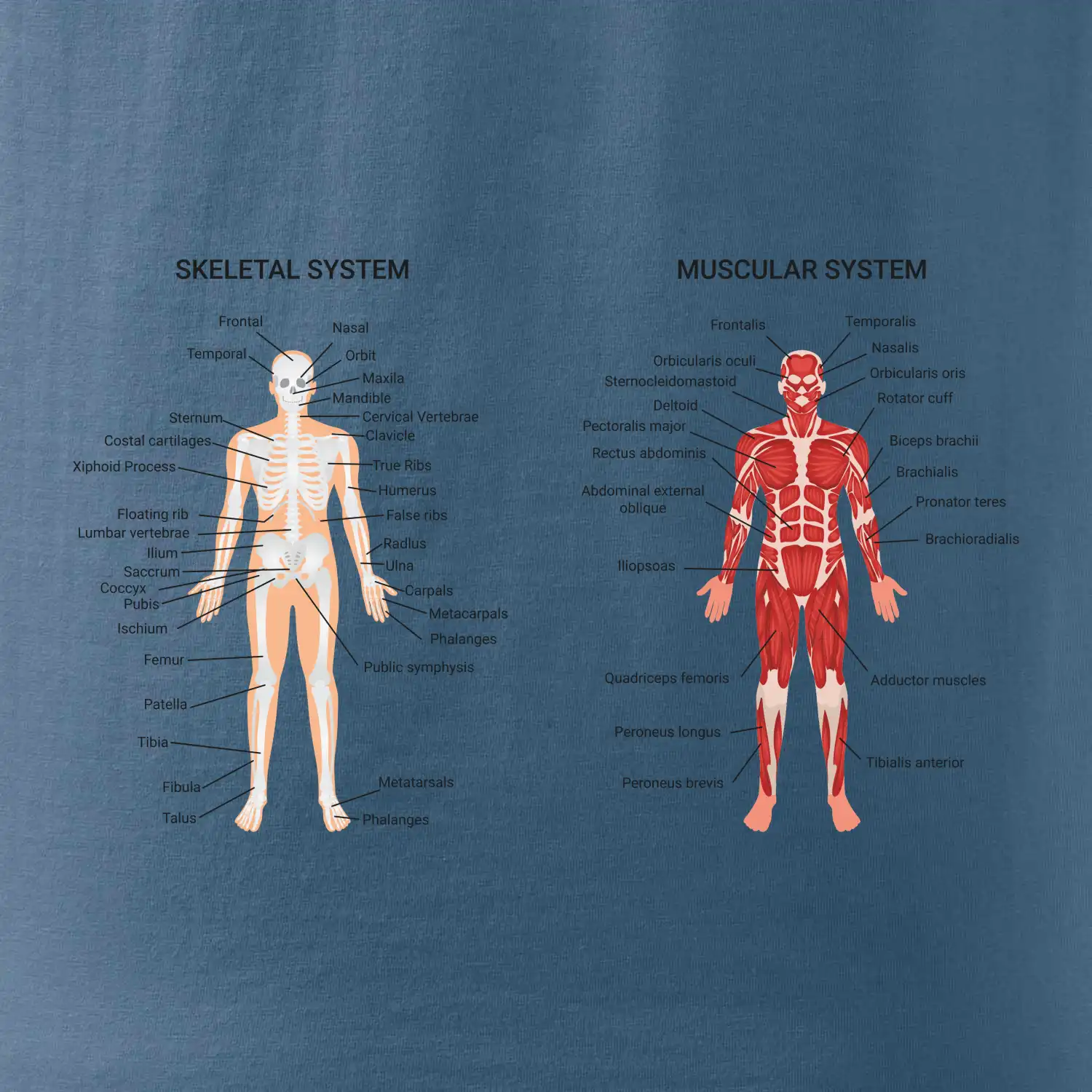Skelet and Moscular system