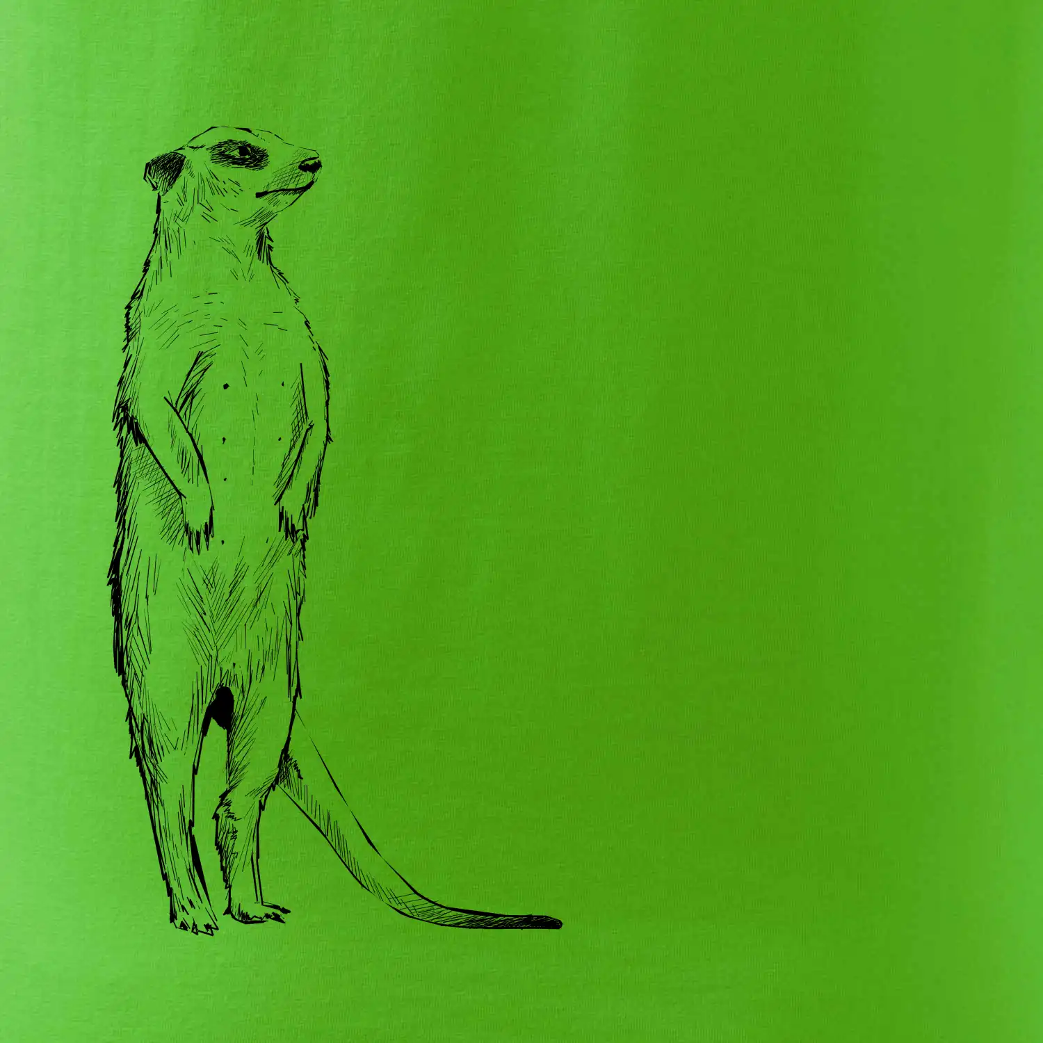 Surikata černá kresba