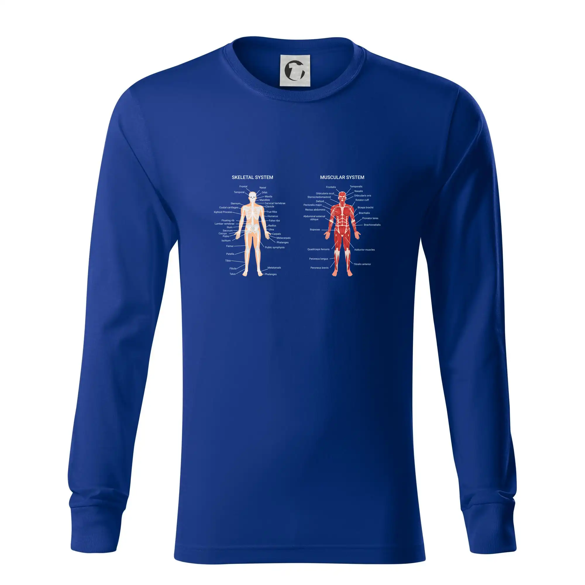 Skelet and Moscular system