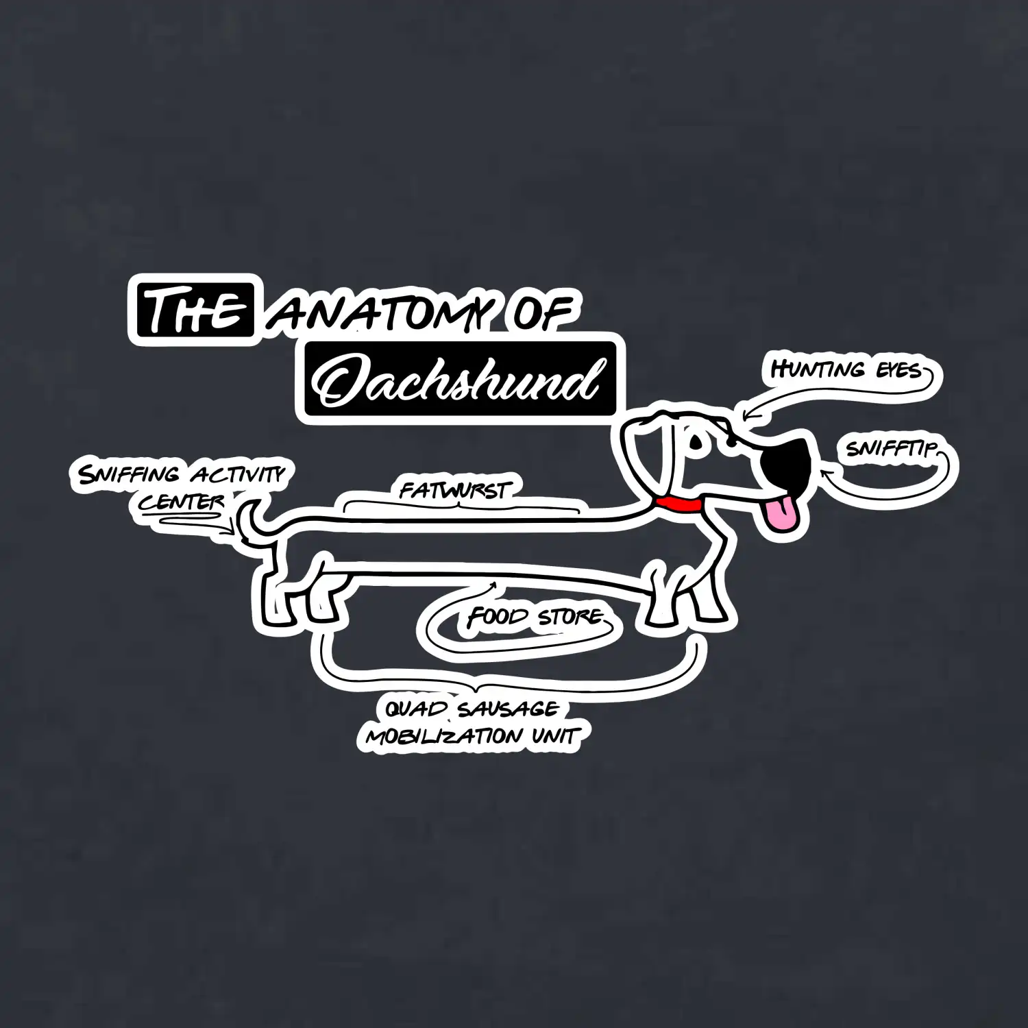 Jezevčík - Anatomie