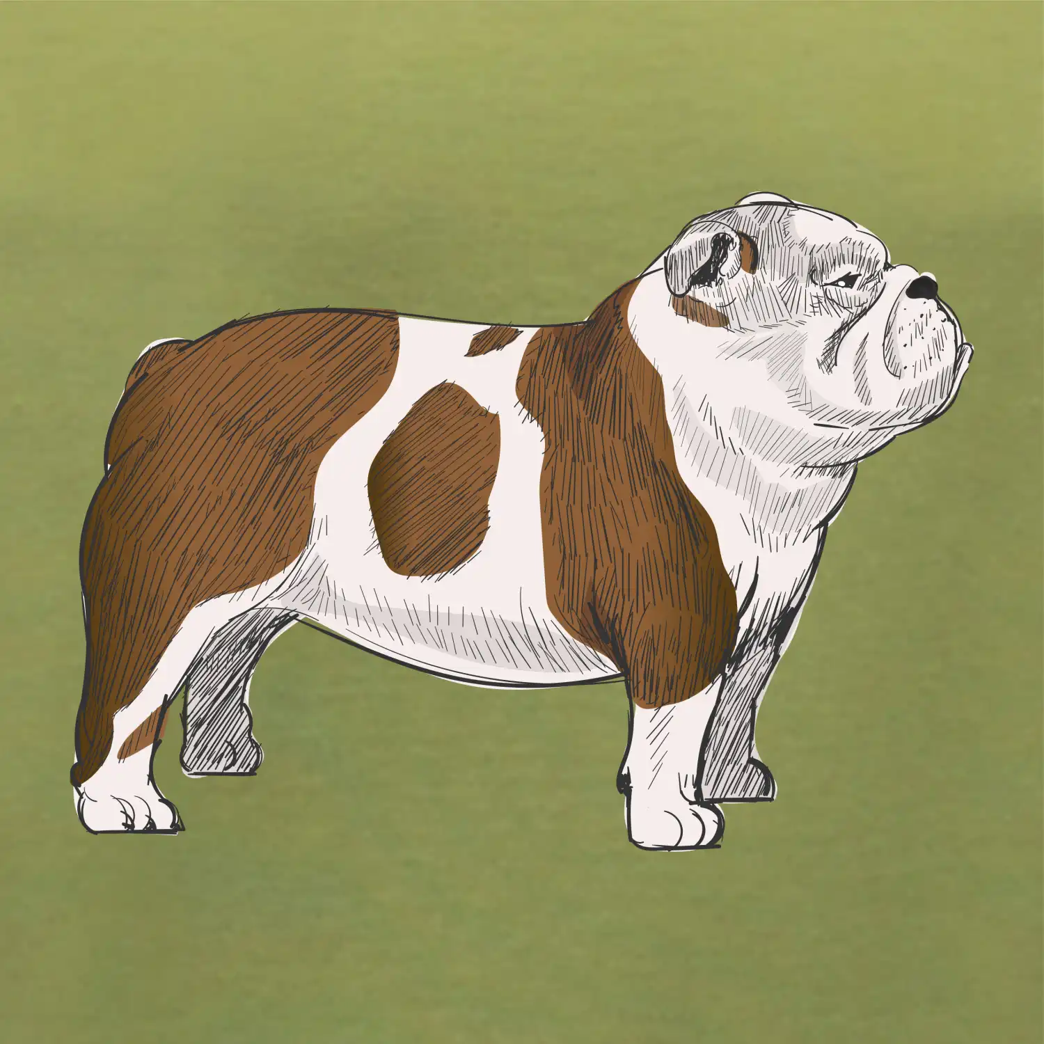 Vintage English bulldog