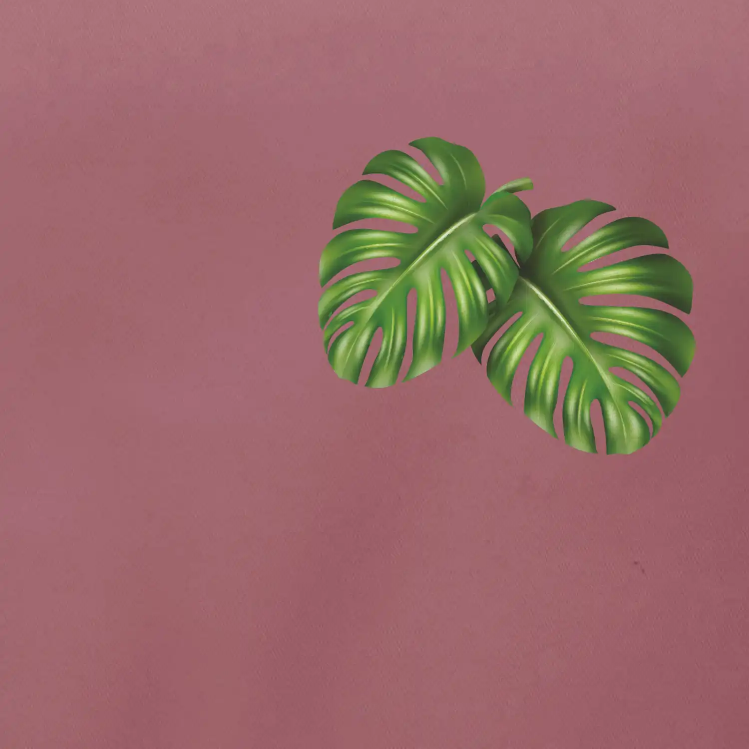 Monstera listy na prsu