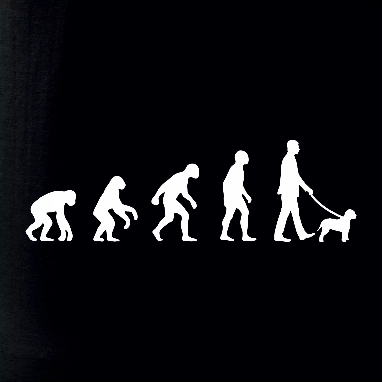 Lagotto romagnolo Evoluce muž / žena