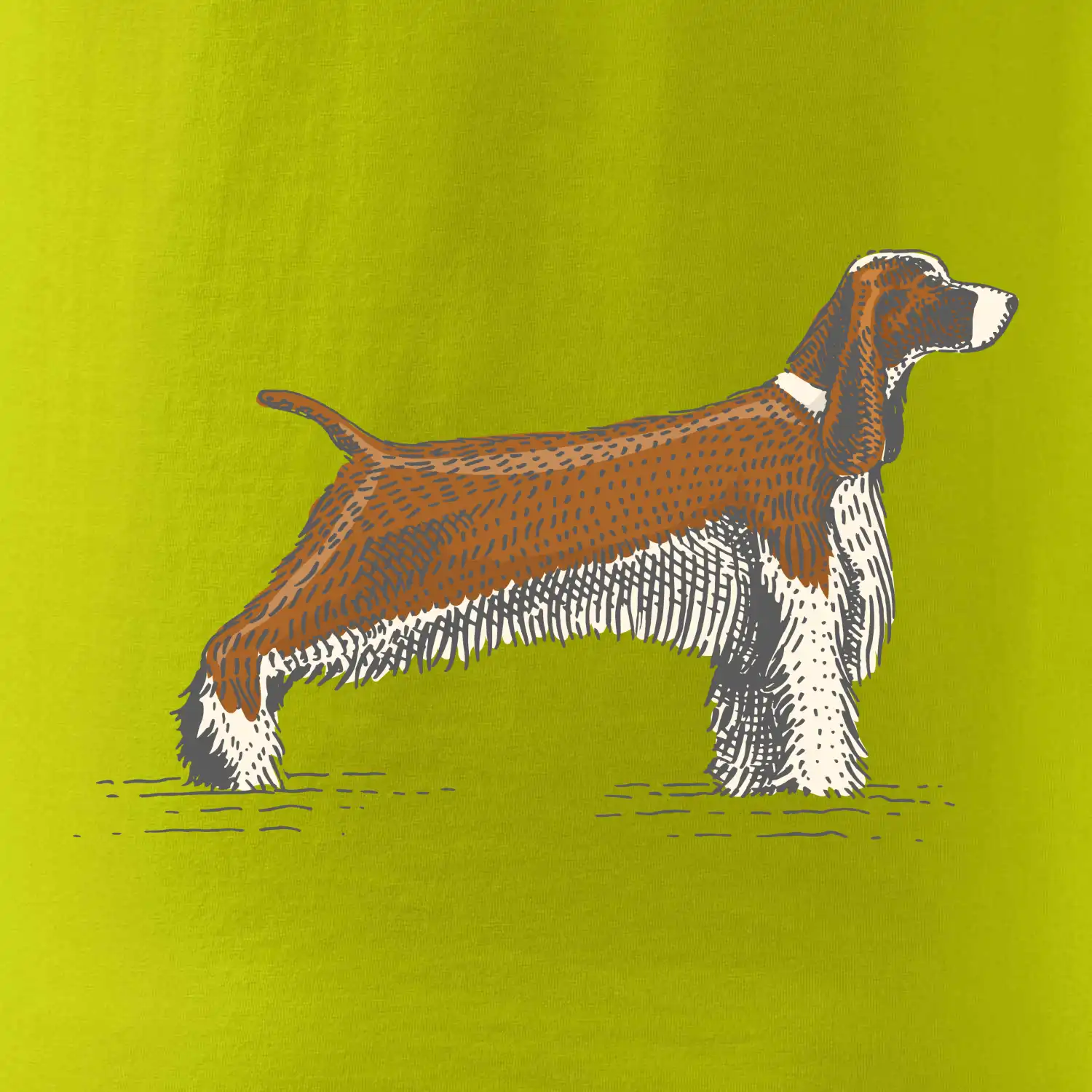 Vintage Springer spaniel