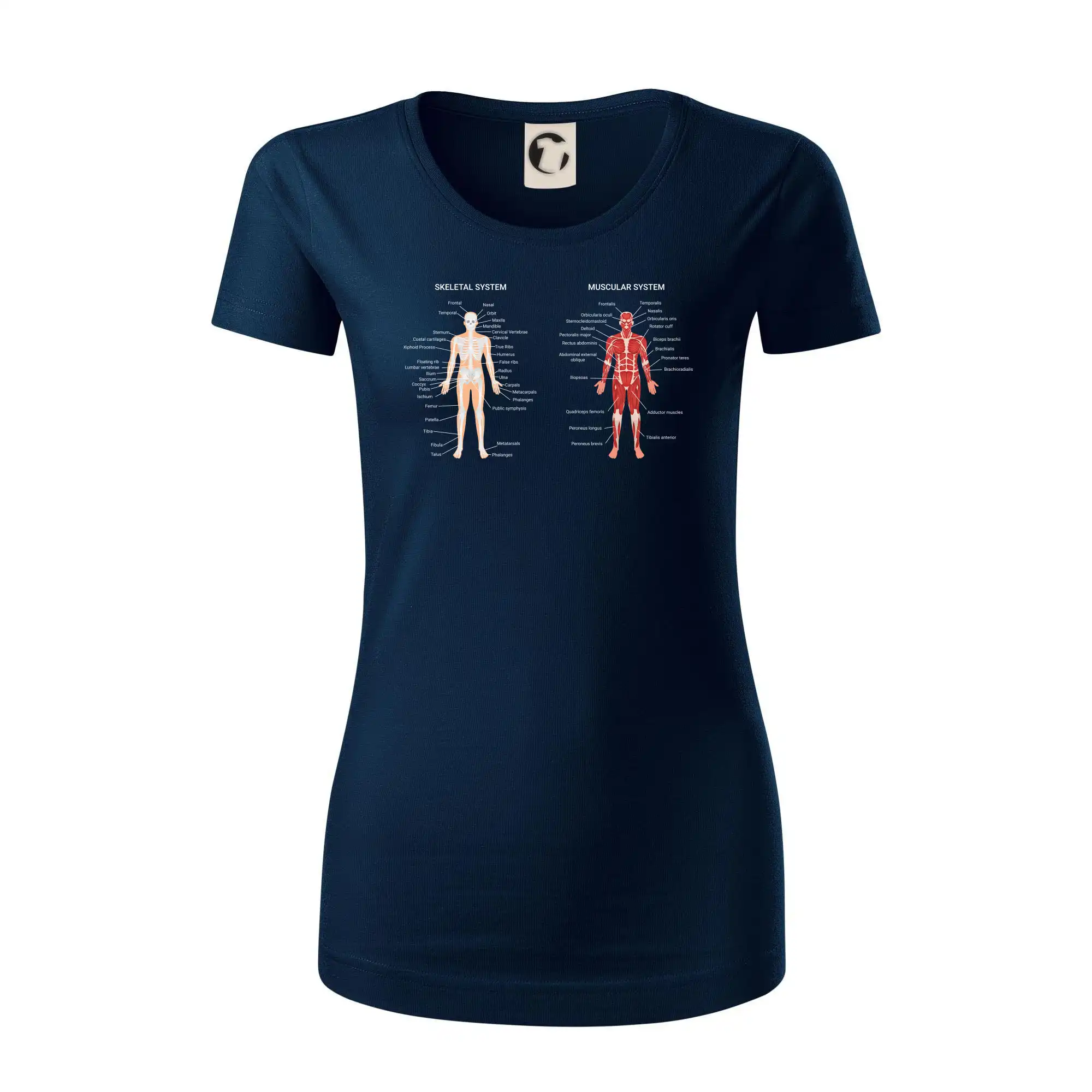 Skelet and Moscular system