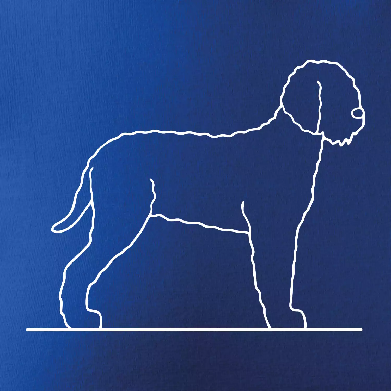 Lagotto romagnolo stojící