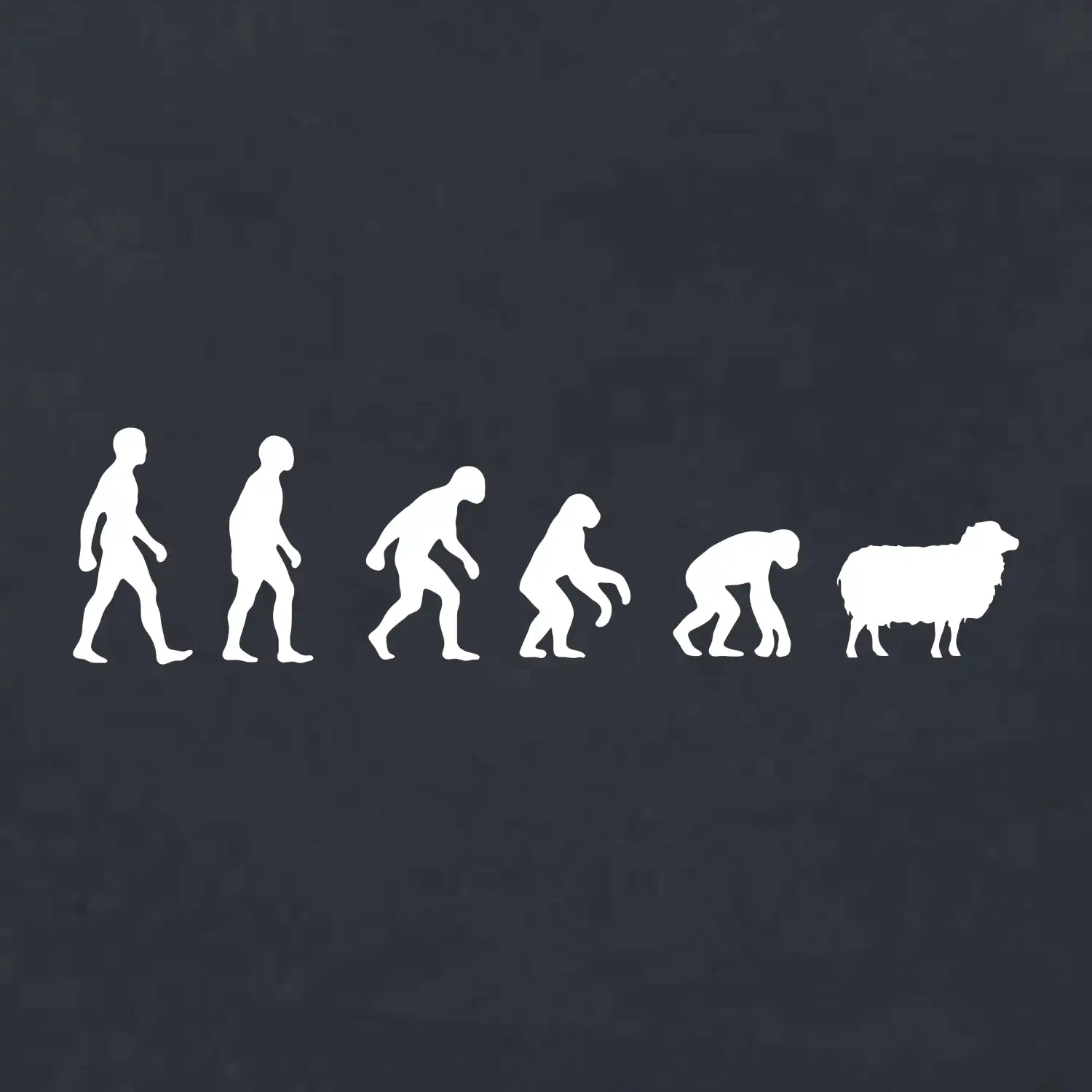 Evoluce ovce