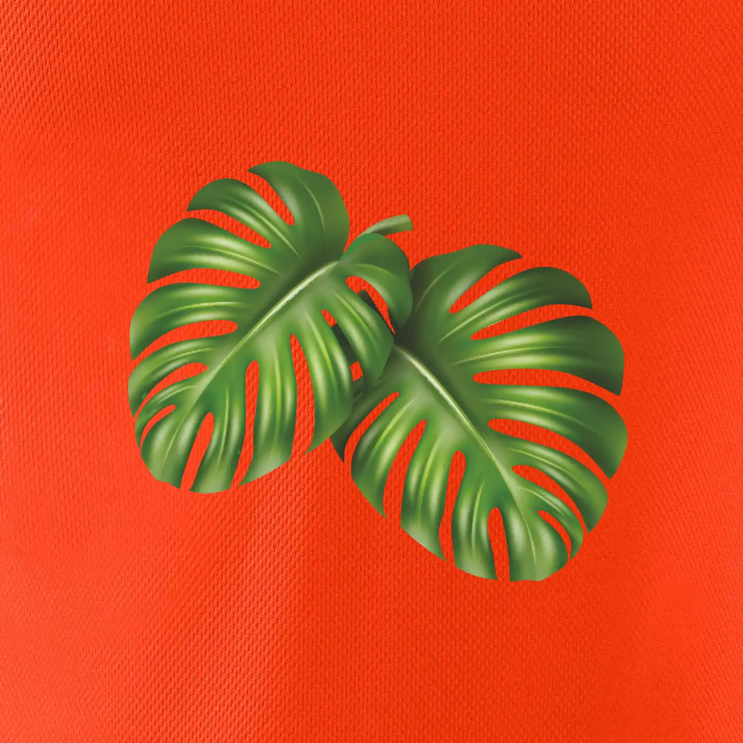 Monstera - dva listy