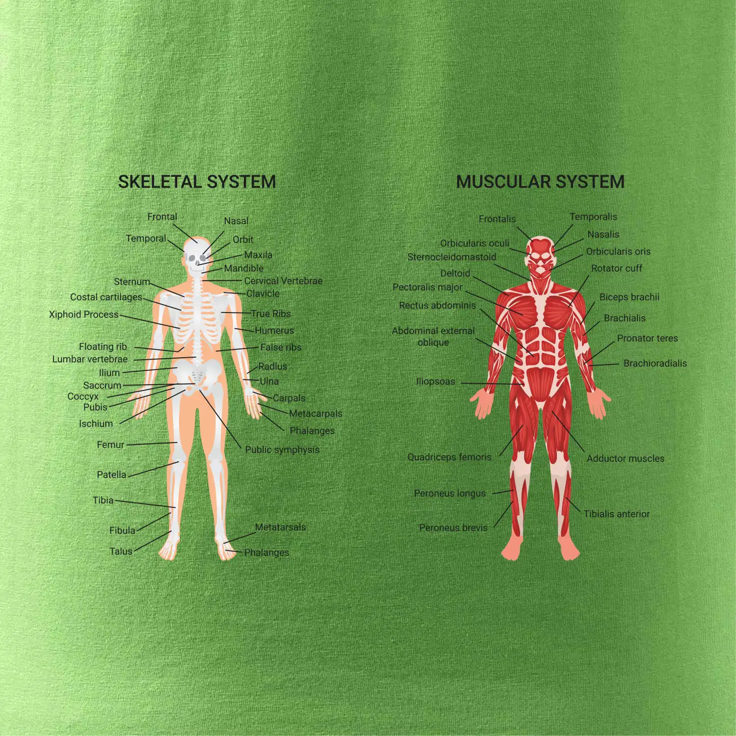 Skelet and Moscular system