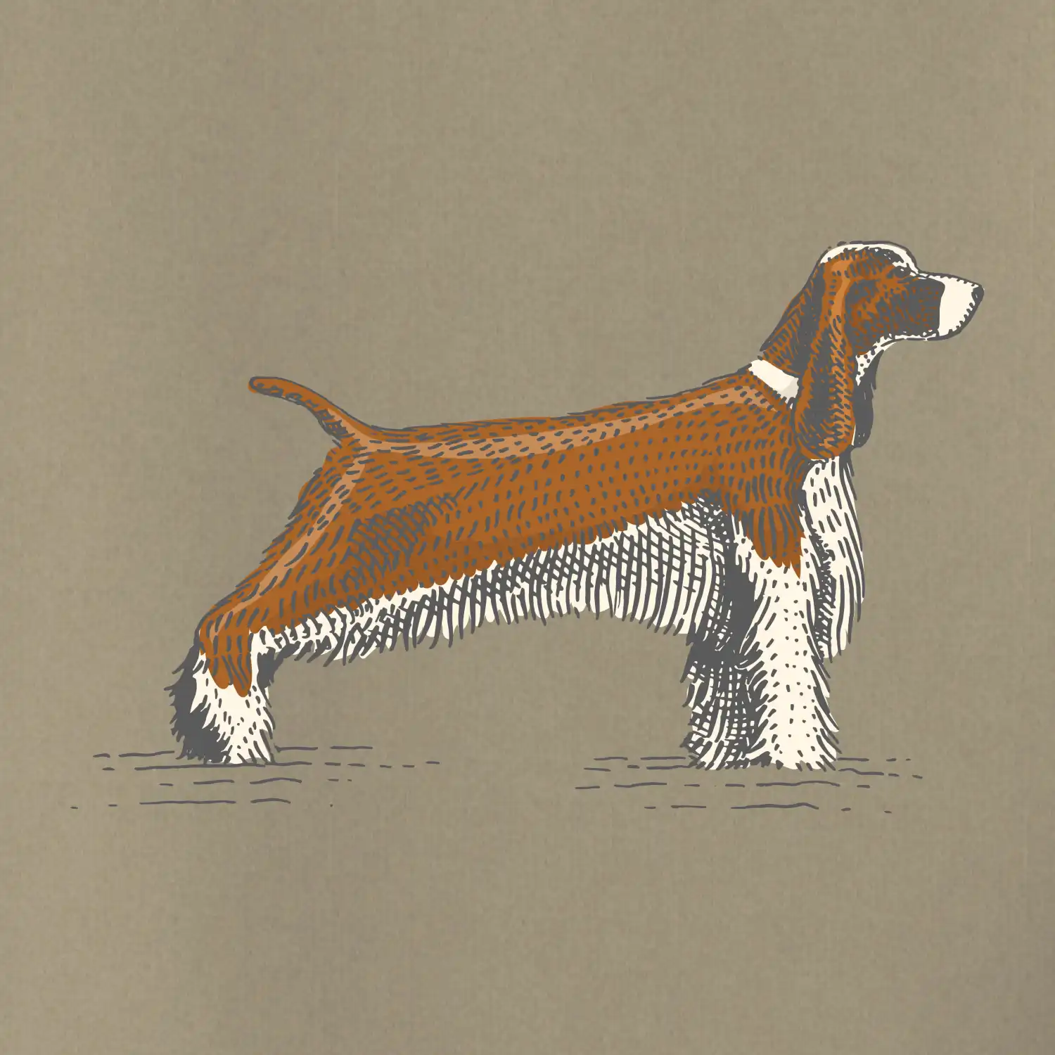 Vintage Springer spaniel