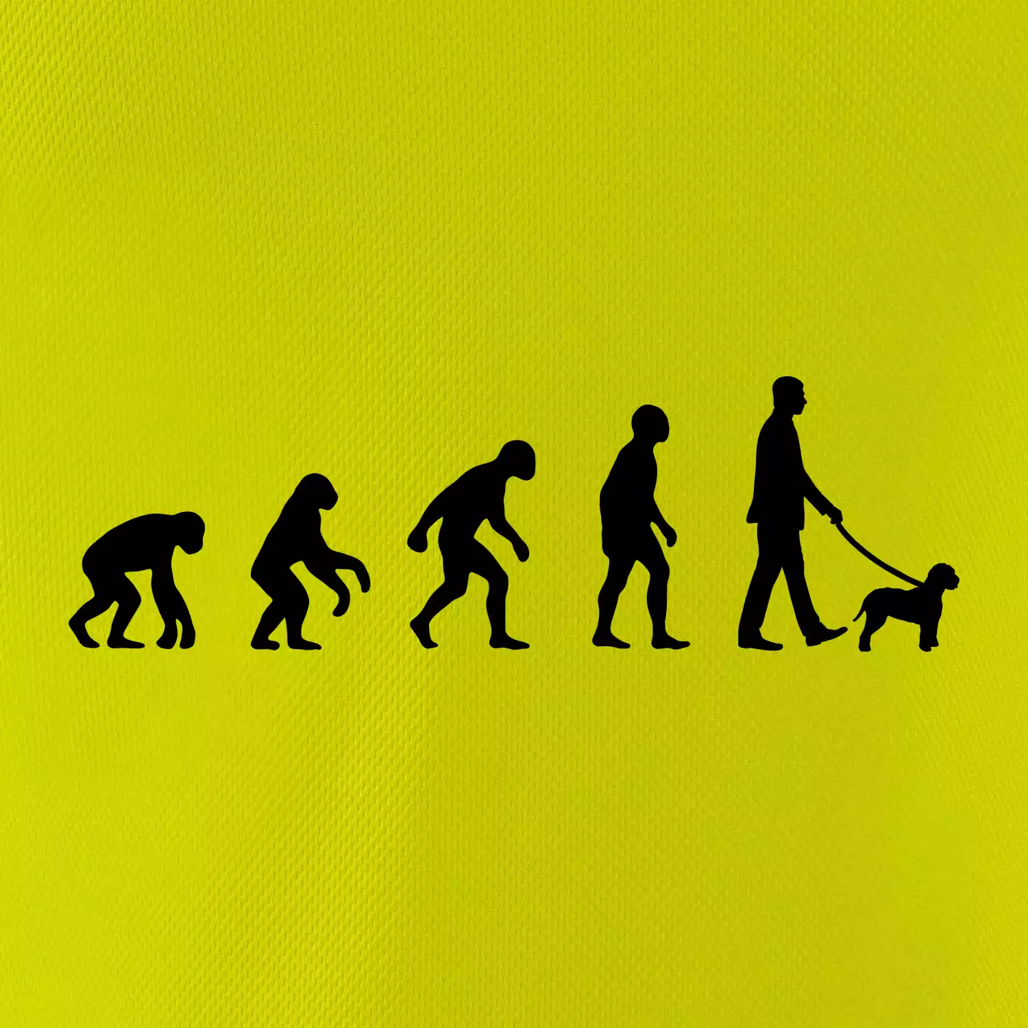 Lagotto romagnolo Evoluce muž / žena