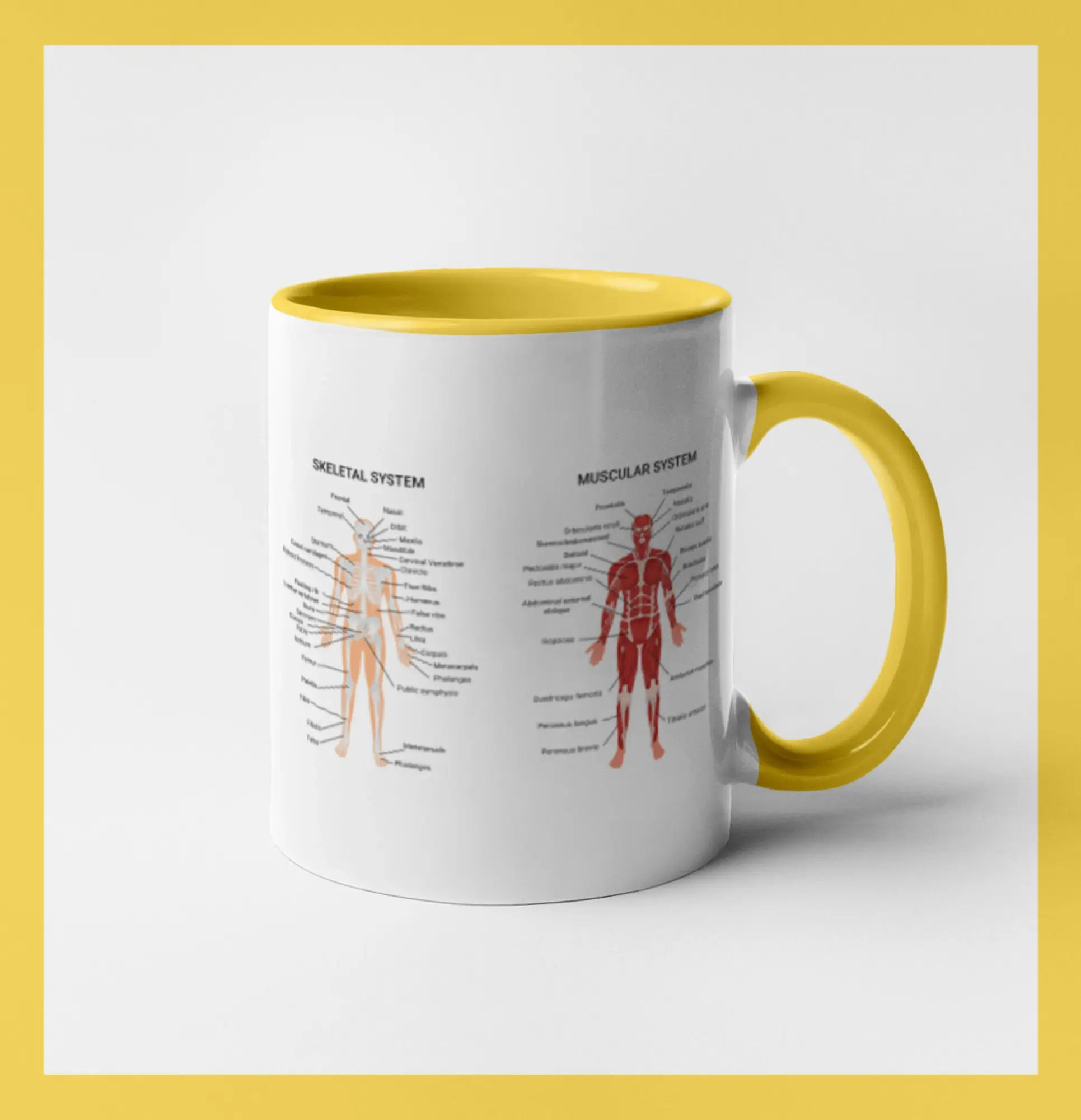 Skelet and Moscular system